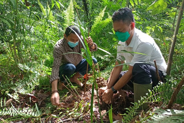 Ini cara Edi Kamtono menghijaukan Kota Pontianak