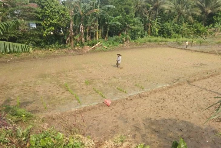 Distanbun Lebak imbau petani percepat masa tanam
