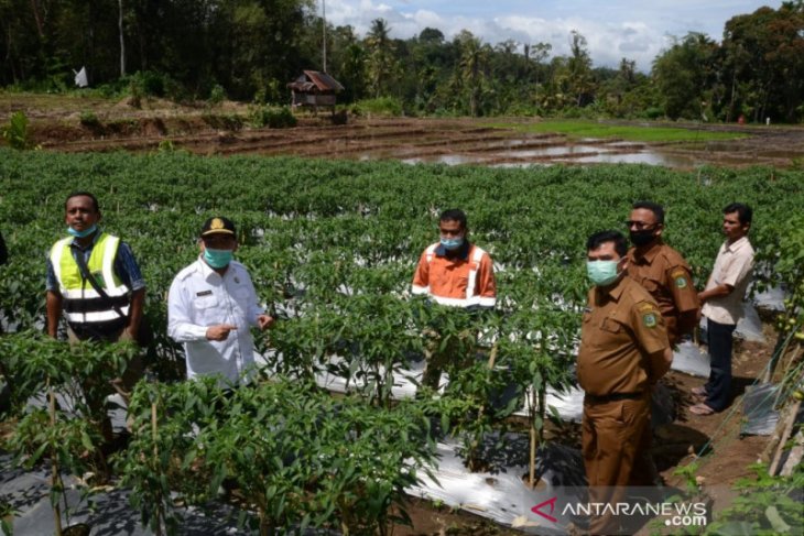 Pjs Bupati Madina kunjungi kelompok tani binaan SMGP