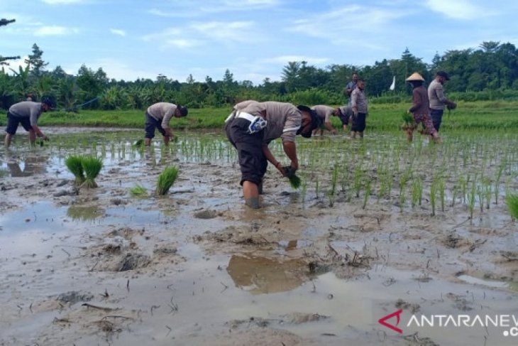 Personel Polsek Pasanea tanam padi bantu warga wujudkan kampung tangguh