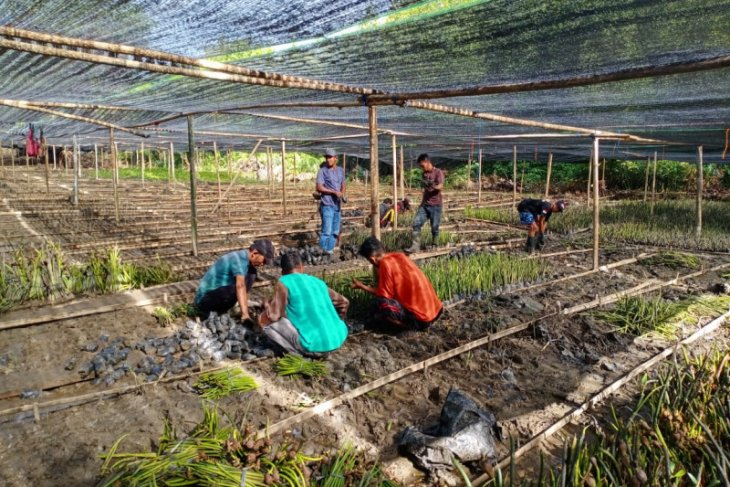 Bantuan pusat mampu dongkrak ekonomi rakyat di masa pandemi COVID-19