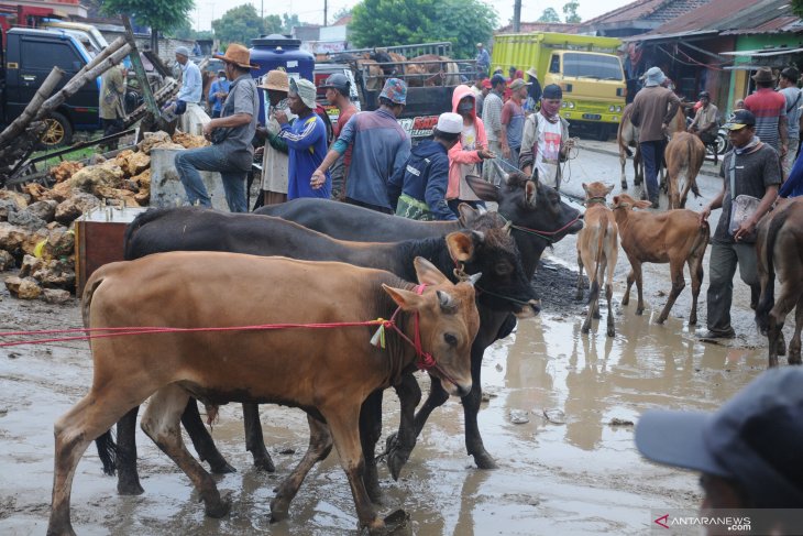 Harga sapi di Madura turun