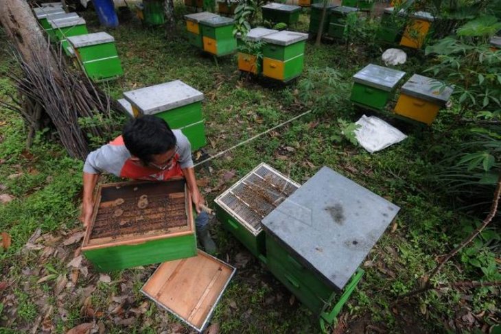 Panen royal jelly lebah melifera