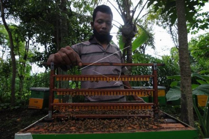 Panen royal jelly lebah melifera