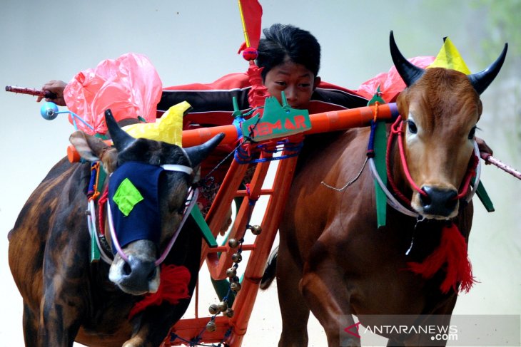 Melatih sapi karapan