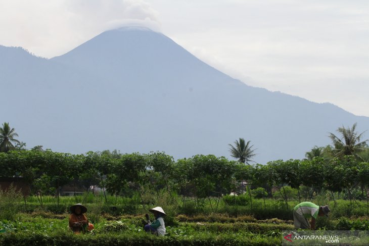 Aktivitas Gunung Semeru Meningkat