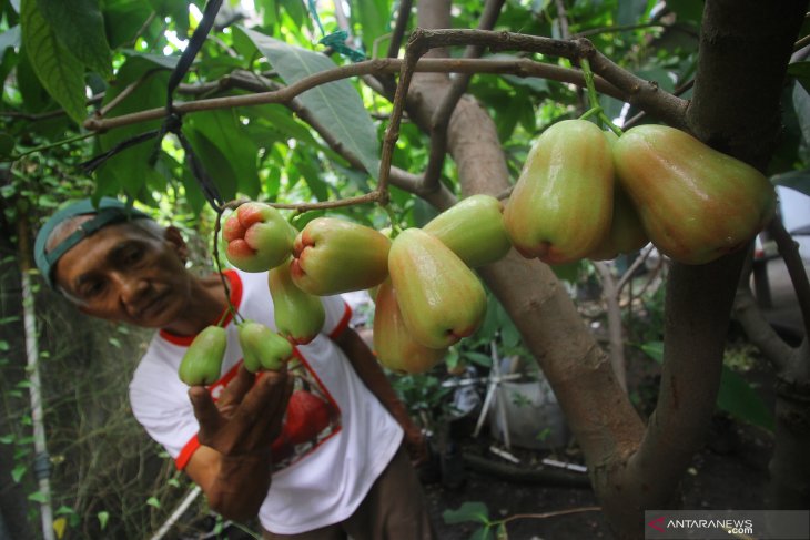 Budi daya dan pengembangan jambu air