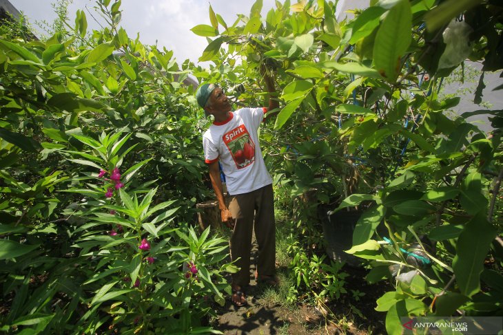 Budi daya dan pengembangan jambu air