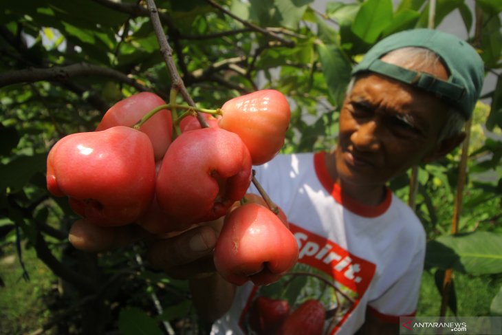 Budi daya dan pengembangan jambu air