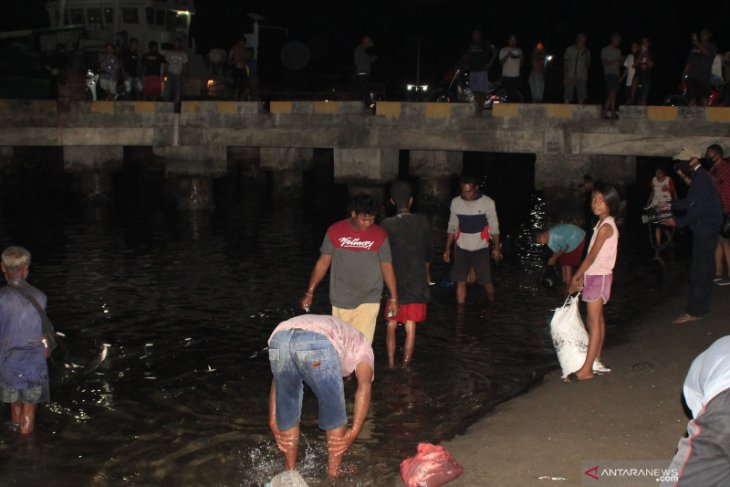 Ratusan warga ramai-ramai tangkap ikan melompat ke daratan pantai