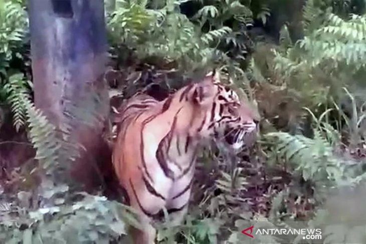Seekor harimau masuk permukiman warga