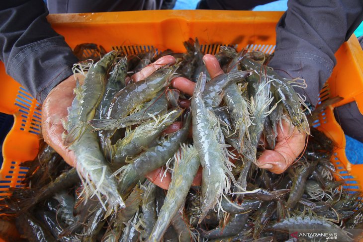 Panen udang vaname di Tambak Lantamal V Surabaya