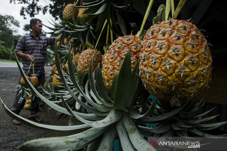 Peningkatan penjualan nanas madu Subang 