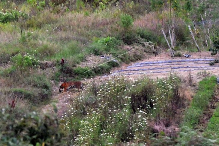 Harimau Sumatera Berada di Ladang Warga