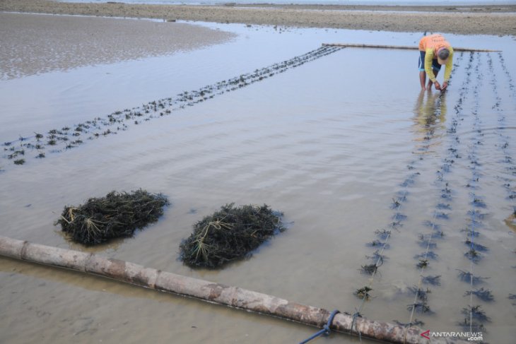 Bantuan bibit rumput laut