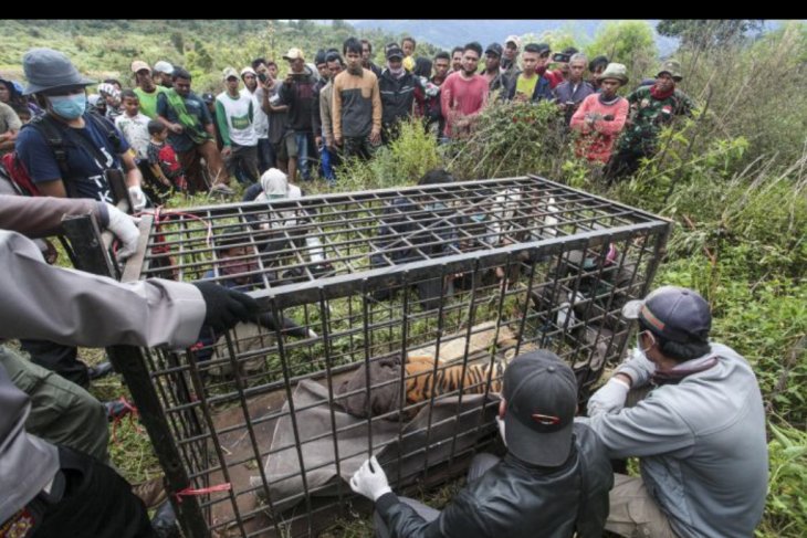 Harimau Sumatera masuk perangkap