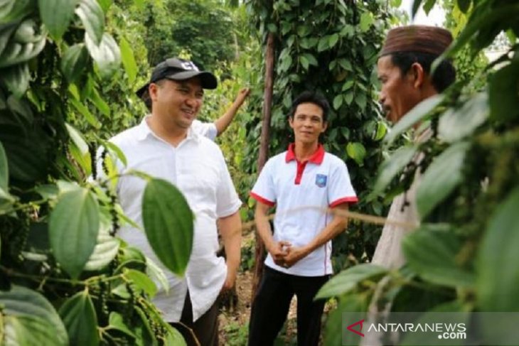 Gubernur Kepulauan Babel: Harga lada naik gerakkan ekonomi desa