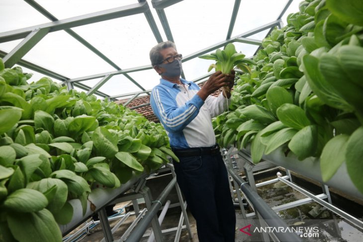 Kampung hidroponik Jombang