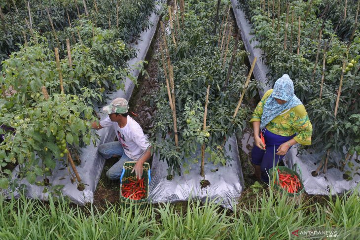 Petani menjual murah cabai merah