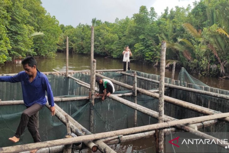 Budidaya ikan tirus cara masyarakat Batu Ampar bangkit saat pandemi