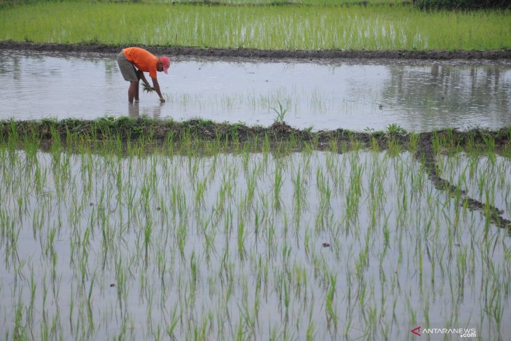 Produksi Padi Jatim