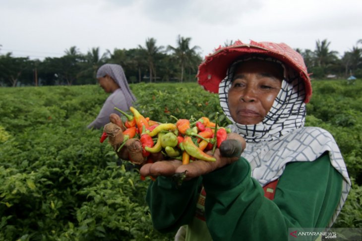 Upah buruh petik cabai naik