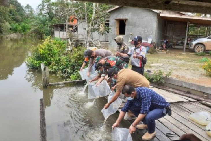 PT CITA bantu pelepasan 1.000 ikan lokal di Kabupaten Ketapang