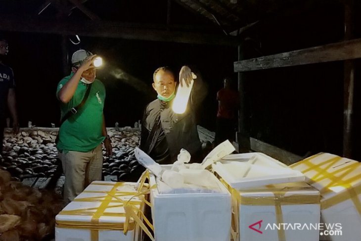 Polisi Tanjabar gagalkan penyelundupan benih lobster senilai Rp19,9 miliar