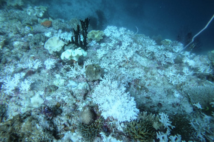 Sebagian terumbu karang di perairan Raja Ampat Papua memutih