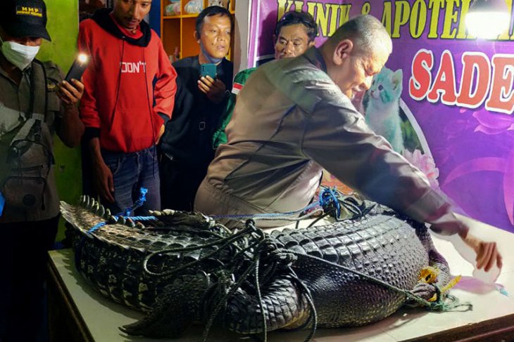 Warga evakuasi buaya muara dari Segara Anakan Cilacap