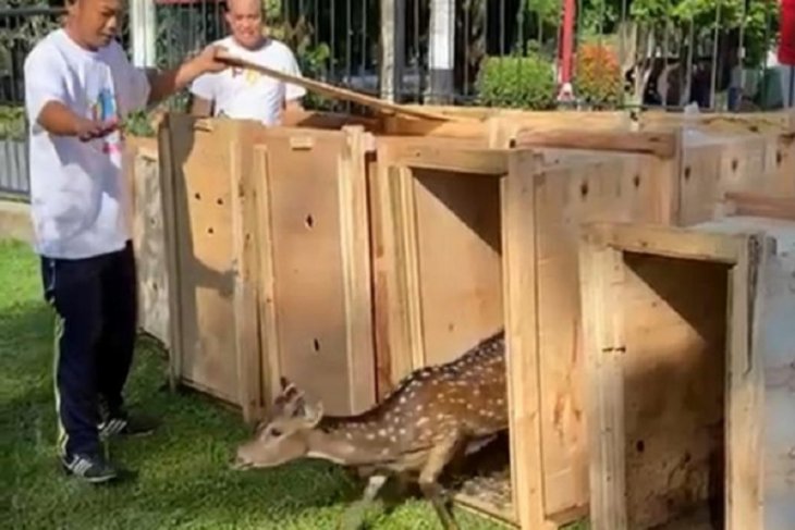 Lima rusa totol huni halaman rumdin Walikota Pangkalpinang