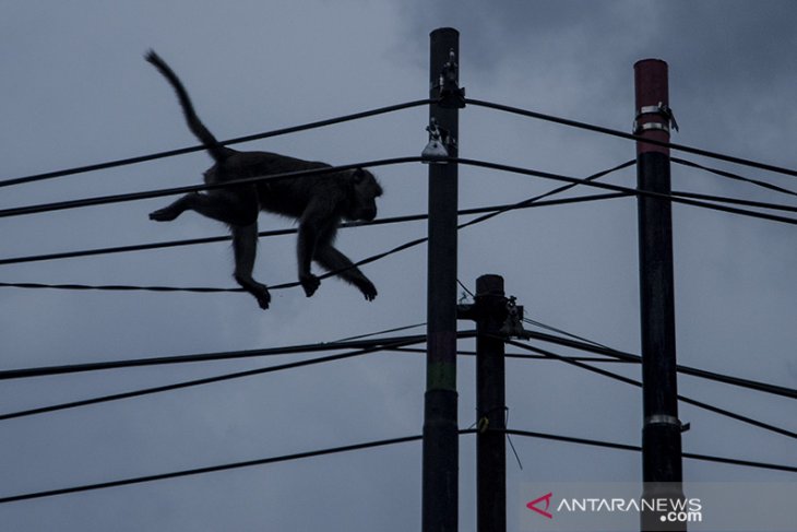 Keberadaan monyet ekor panjang di hutan Cisarua 