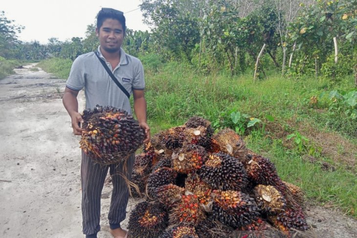 Sutarmidji nilai PSR penting untuk keberlangsungan sawit di Kalbar