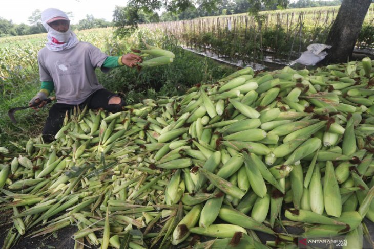 Harga jagung manis naik