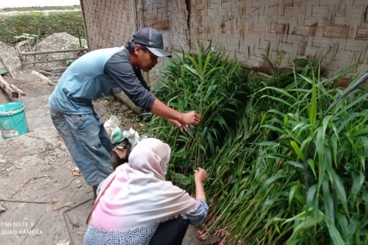 Penangkar benih jahe Lebak raih keuntungan di tengah pandemi