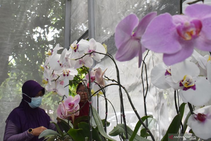 Balangan to develop its native moon orchid