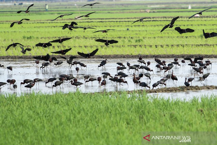 Burung Ibis pembasmi hama 