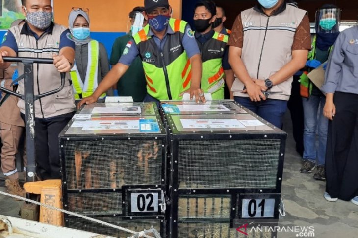 Dua ekor orang utan hasil repatriasi jalani uji swab COVID-19, hasilnya negatif