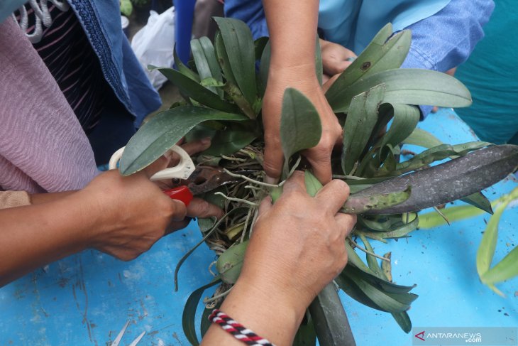 Pelatihan Budidaya Anggrek