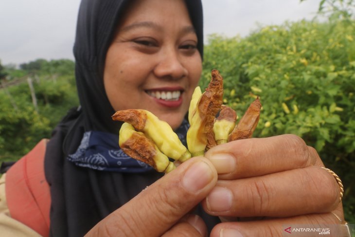 Cabai Terserang Jamur