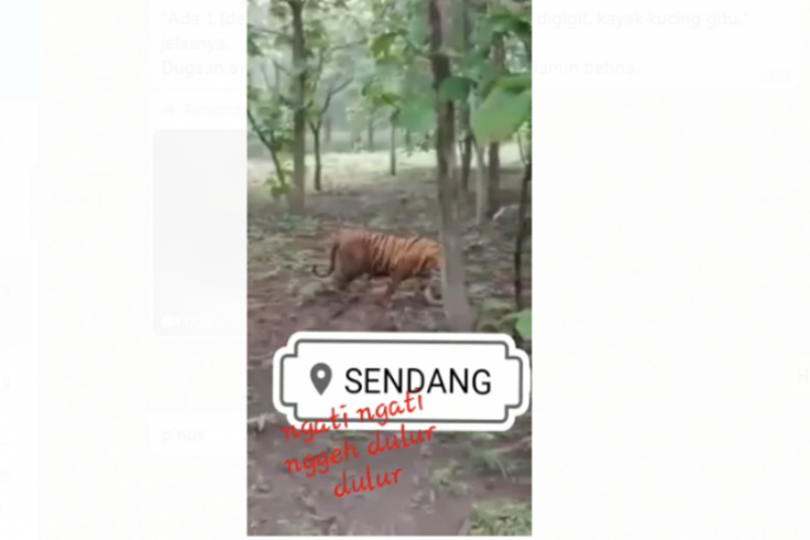 BKSDA klarifikasi video yang viral harimau loreng di tengah hutan jati