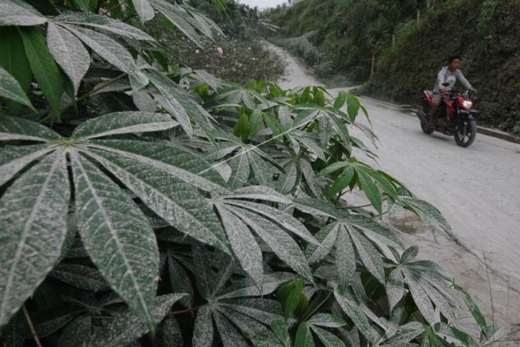 Abu vulkanik Gunung Merapi