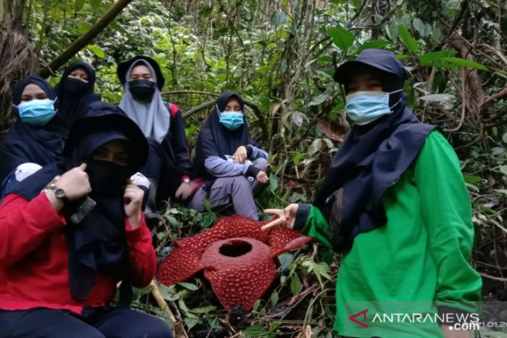 Rafflesia tuan-mudae mekar sempurna di Cagar Alam Maninjau
