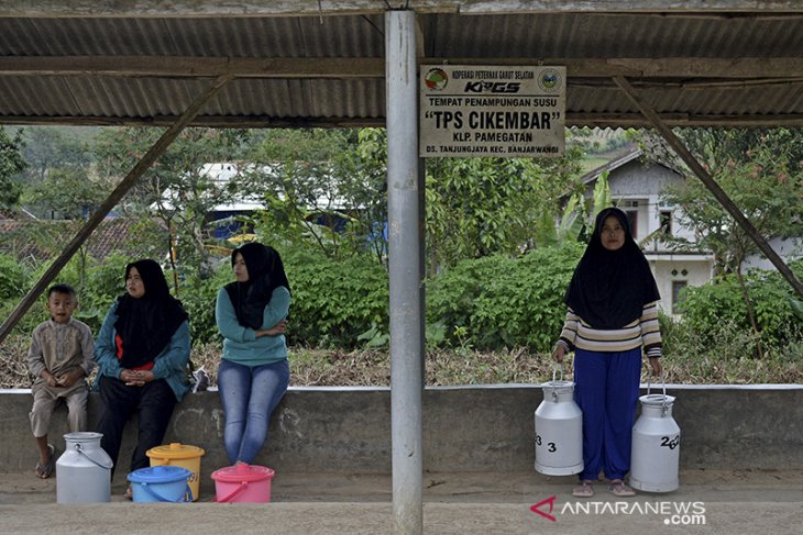 Koperasi susu sapi di Garut 