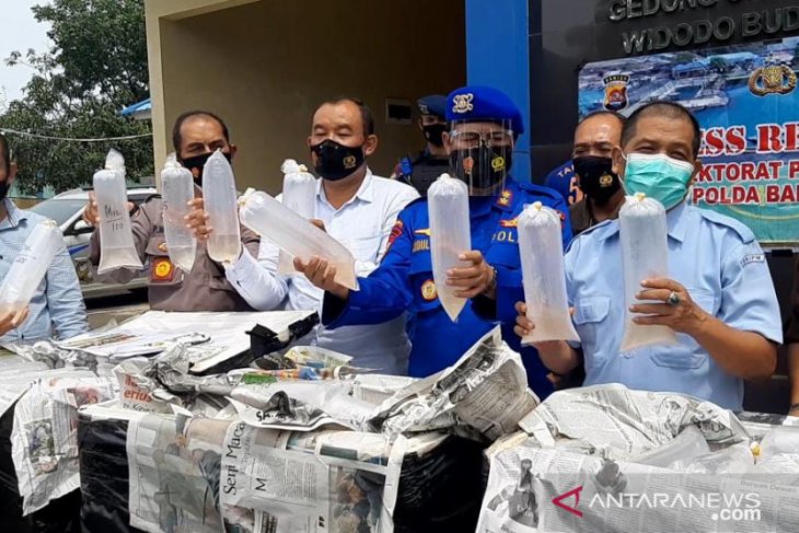 Polairud Polda Banten gagalkan penjualan benih lobster ilegal senilai Rp6 miliar