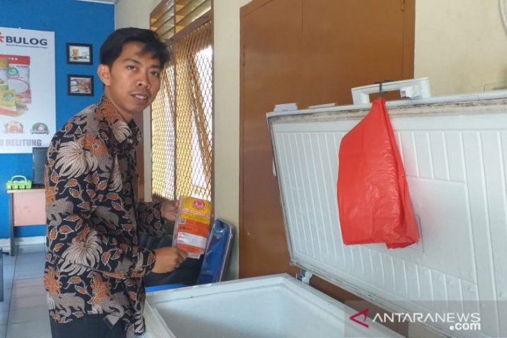 Perum Bulog Belitung kembali jual daging kerbau beku impor