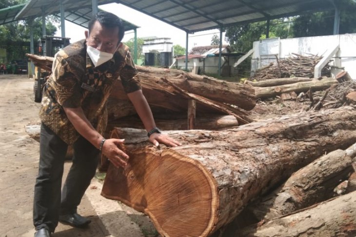 DLH Tulungagung tebang sejumlah pohon sonokeling untuk antisipasi pencurian
