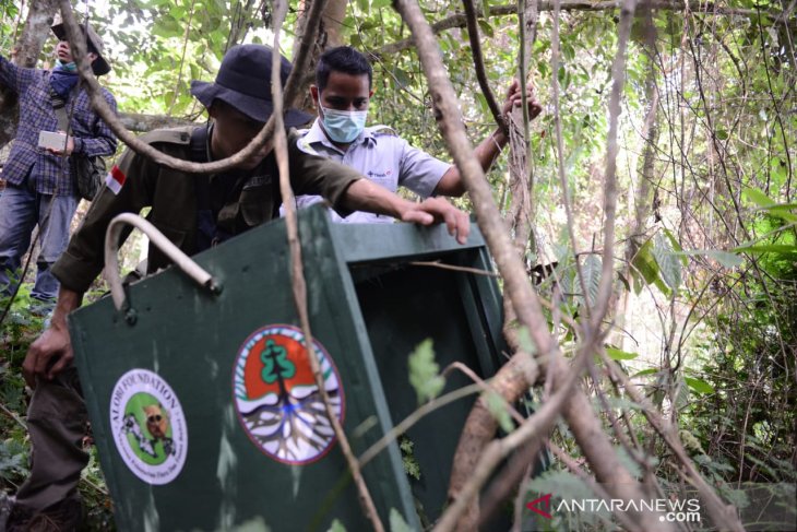 Pelepasan enam satwa liar langka endemik Bangka Belitung