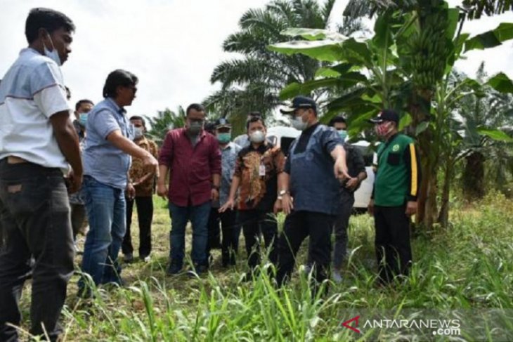 Pemprov Kepulauan Babel jadikan BBP Pelempang pusat pembibitan porang