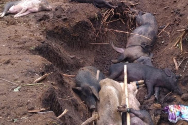 Virus ASF menyerang puluhan ekor babi hutan di OKU